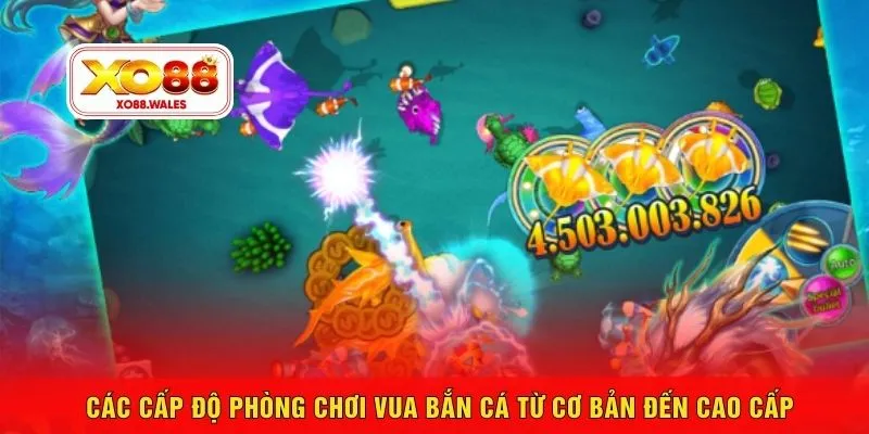 Các cấp độ phòng chơi vua bắn cá từ cơ bản đến cao cấp