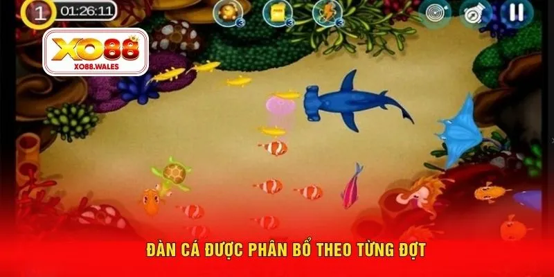 Đàn cá được phân bổ theo từng đợt