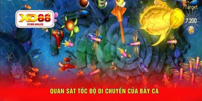Quan sát tốc độ di chuyển của bầy cá